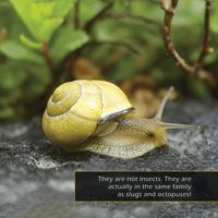 Snails! A My Incredible World Picture Book for Children