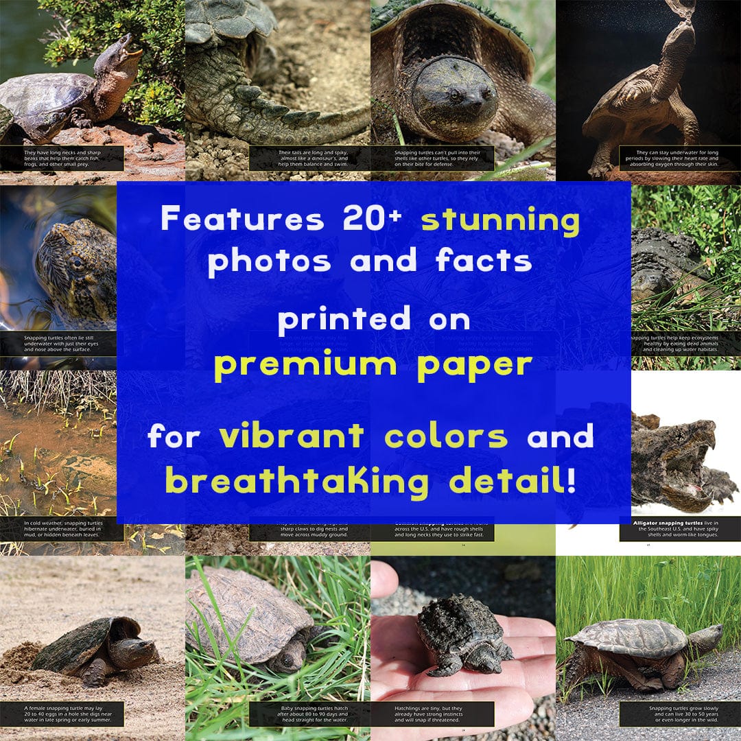 Snapping Turtles! A My Incredible Picture Book For Children