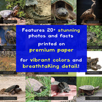 Snapping Turtles! A My Incredible Picture Book For Children