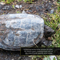Snapping Turtles! A My Incredible Picture Book For Children