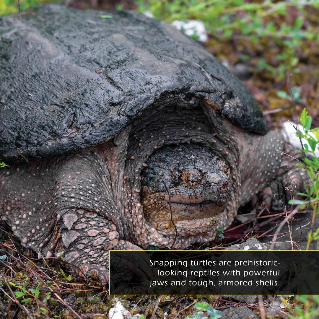Snapping Turtles! A My Incredible Picture Book For Children