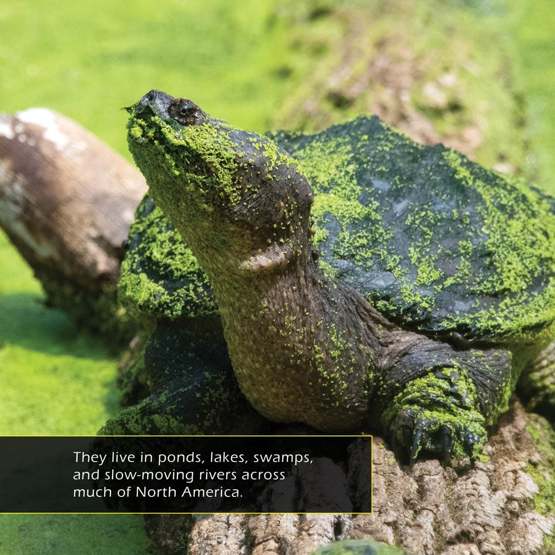 Snapping Turtles! A My Incredible Picture Book For Children