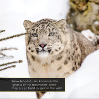 Snow Leopards! A My Incredible World Picture Book for Children