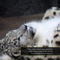 Snow Leopards! A My Incredible World Picture Book for Children