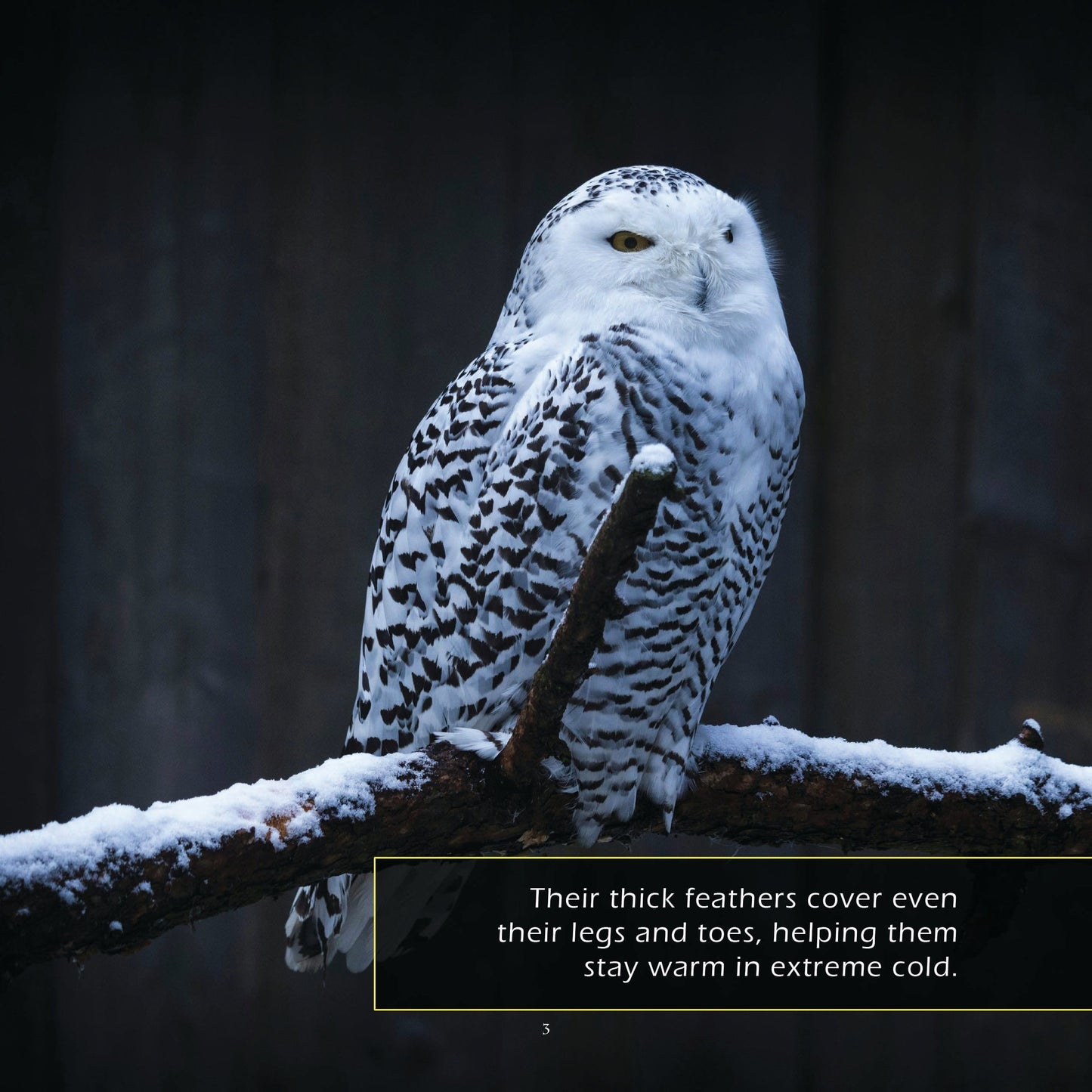 Snowy Owls! A My Incredible World Picture Book for Children