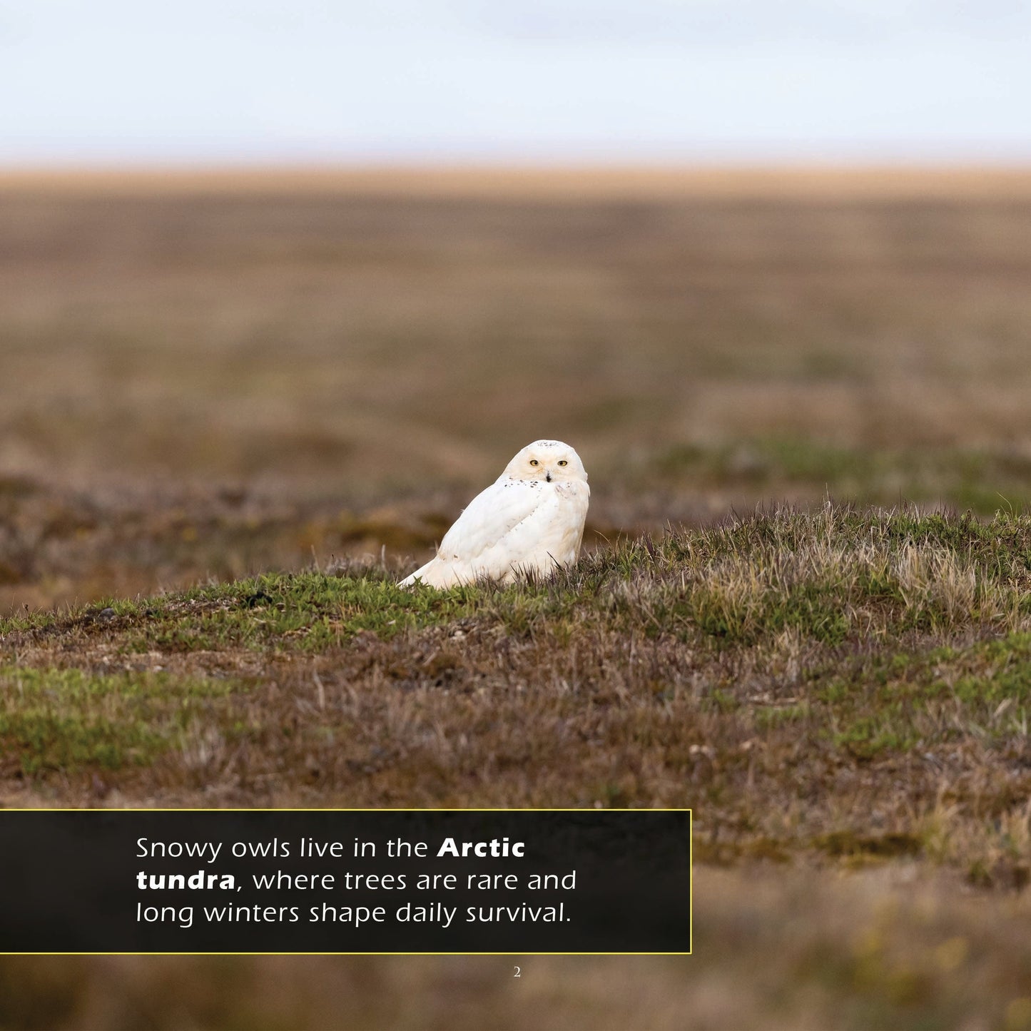 Snowy Owls! A My Incredible World Picture Book for Children