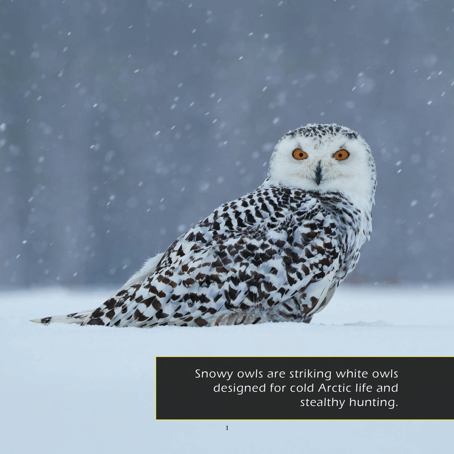 Snowy Owls! A My Incredible World Picture Book for Children