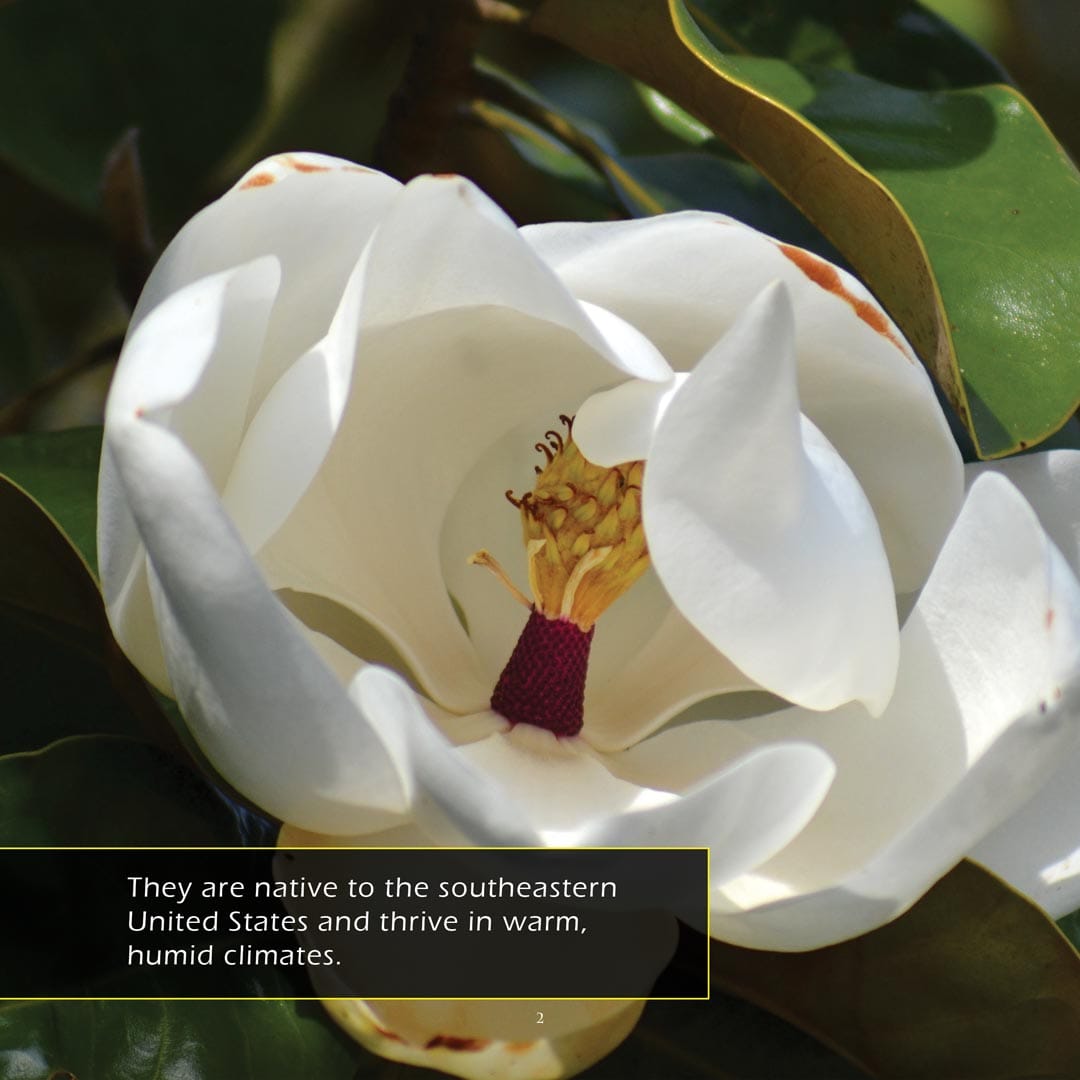 Southern Magnolias! A My Incredible World Picture Book for Children