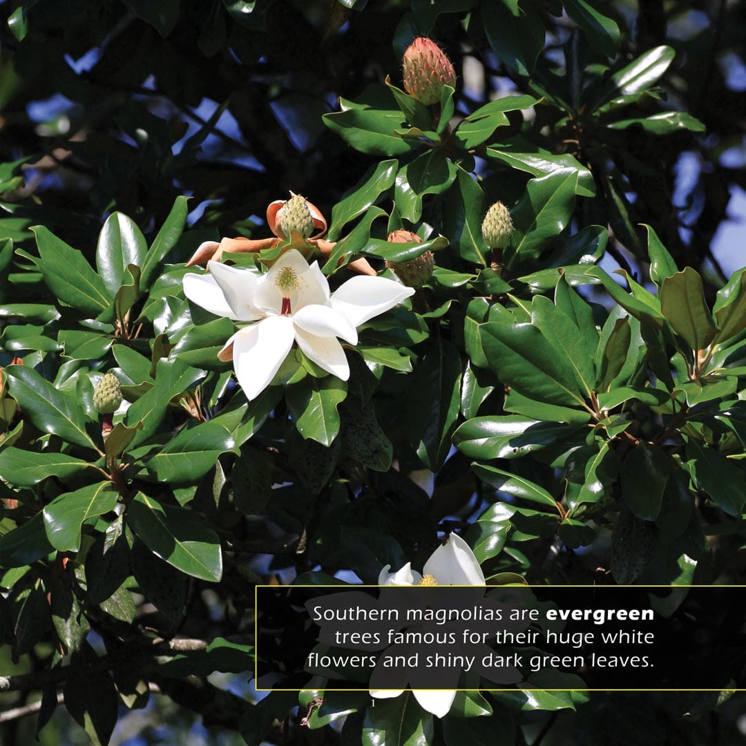 Southern Magnolias! A My Incredible World Picture Book for Children