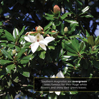 Southern Magnolias! A My Incredible World Picture Book for Children