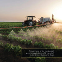 Soybeans! A My Incredible World Picture Book for Children