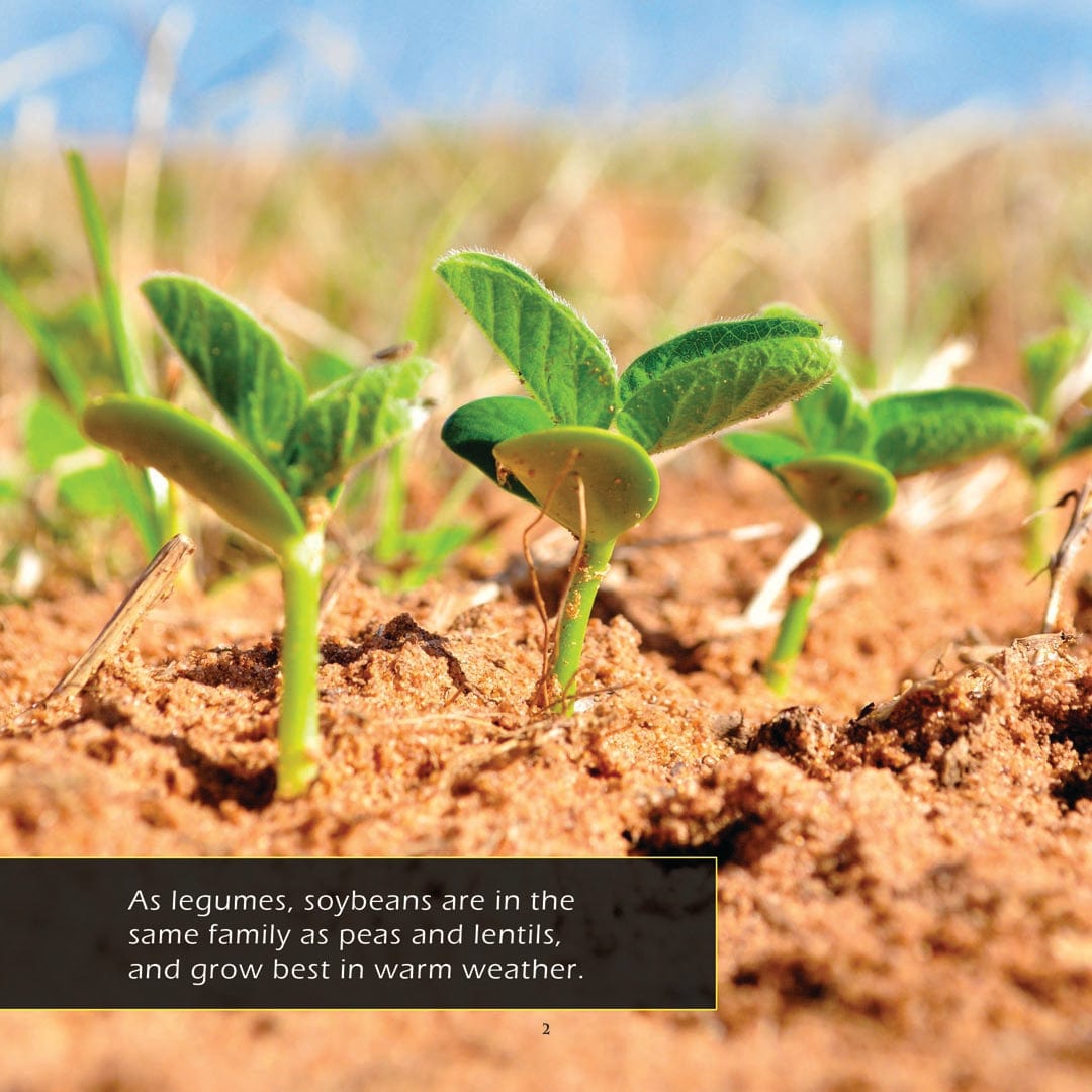 Soybeans! A My Incredible World Picture Book for Children