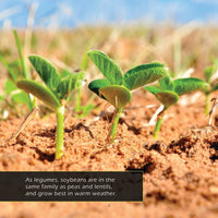 Soybeans! A My Incredible World Picture Book for Children