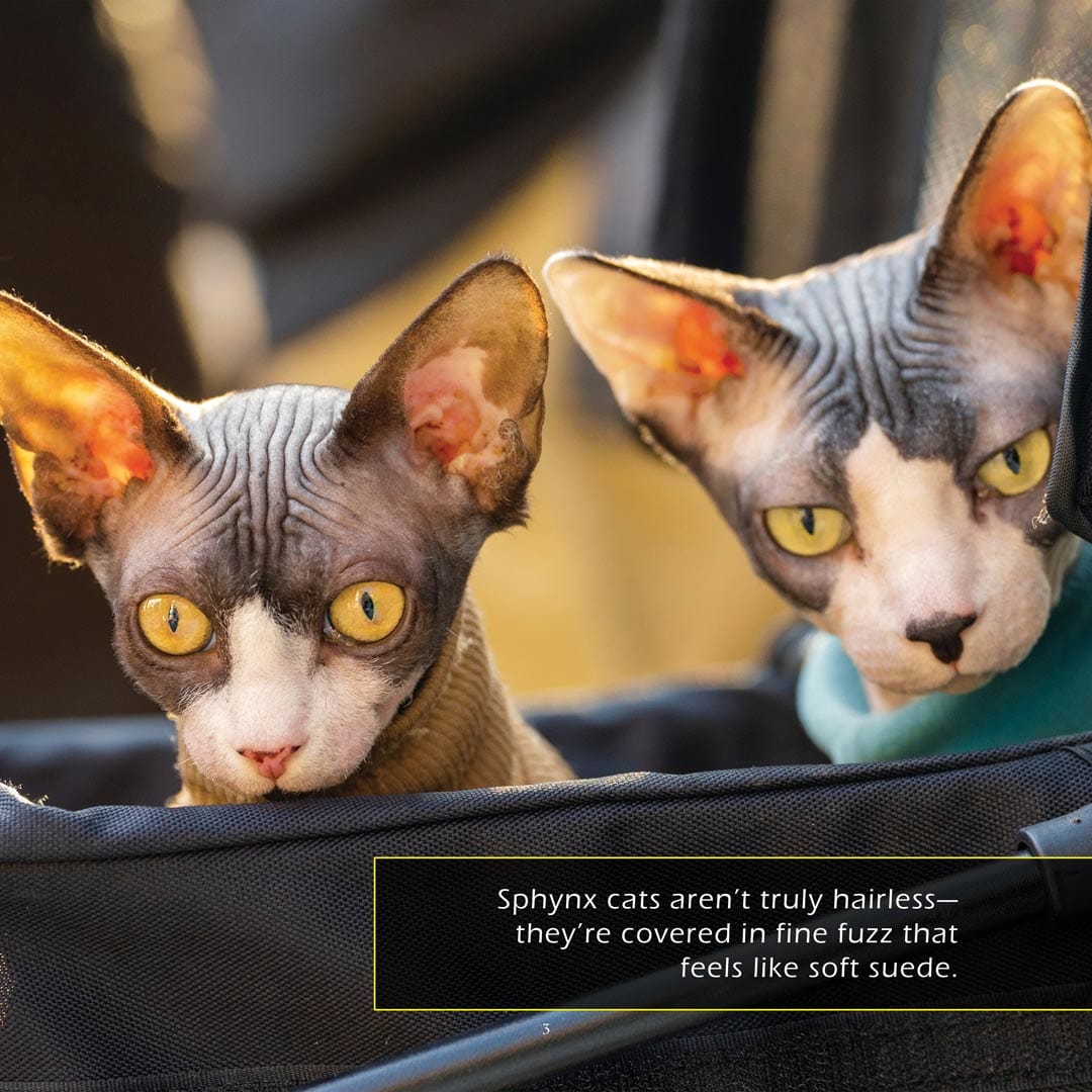 Sphynx Cats! A My Incredible World Picture Book for Children