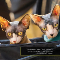 Sphynx Cats! A My Incredible World Picture Book for Children
