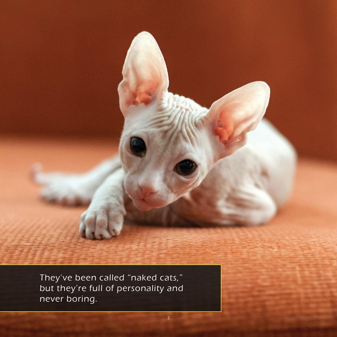 Sphynx Cats! A My Incredible World Picture Book for Children
