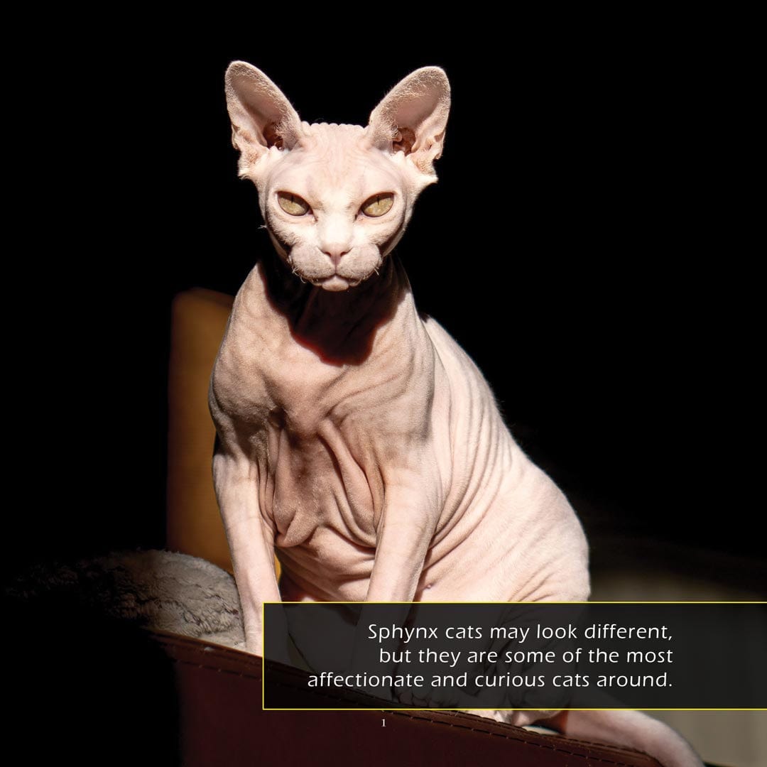 Sphynx Cats! A My Incredible World Picture Book for Children