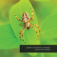 Spiders! A My Incredible World Picture Book for Children