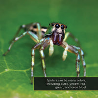 Spiders! A My Incredible World Picture Book for Children