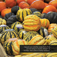 Squash! A My Incredible World Picture Book for Children