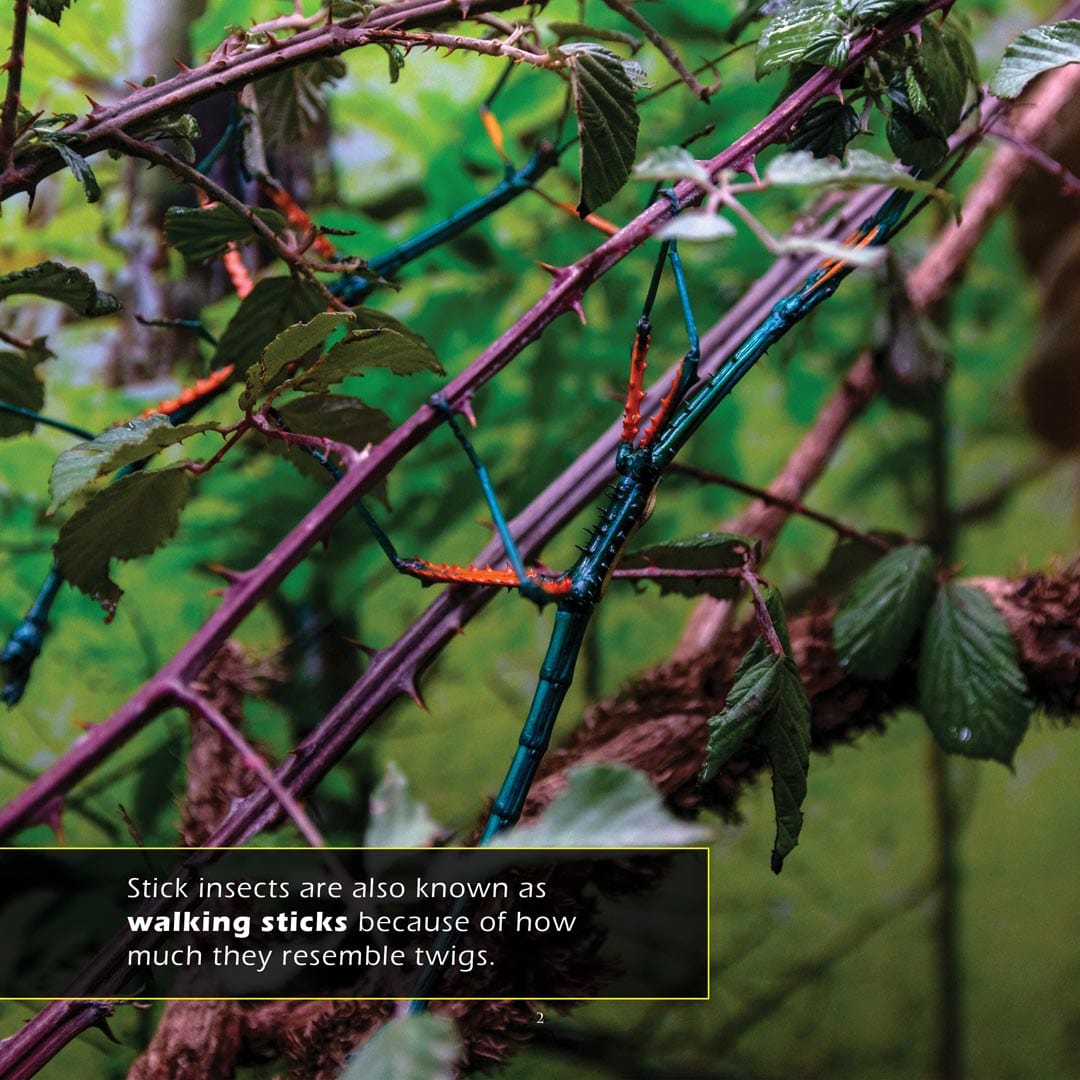 Stick Insects Book for Kids | Camouflage Masters – My Incredible World