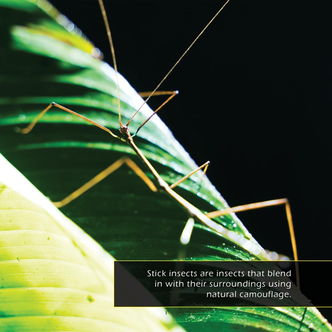 Stick Insects! A My Incredible World Picture Book for Children
