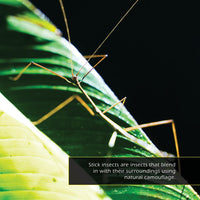 Stick Insects! A My Incredible World Picture Book for Children