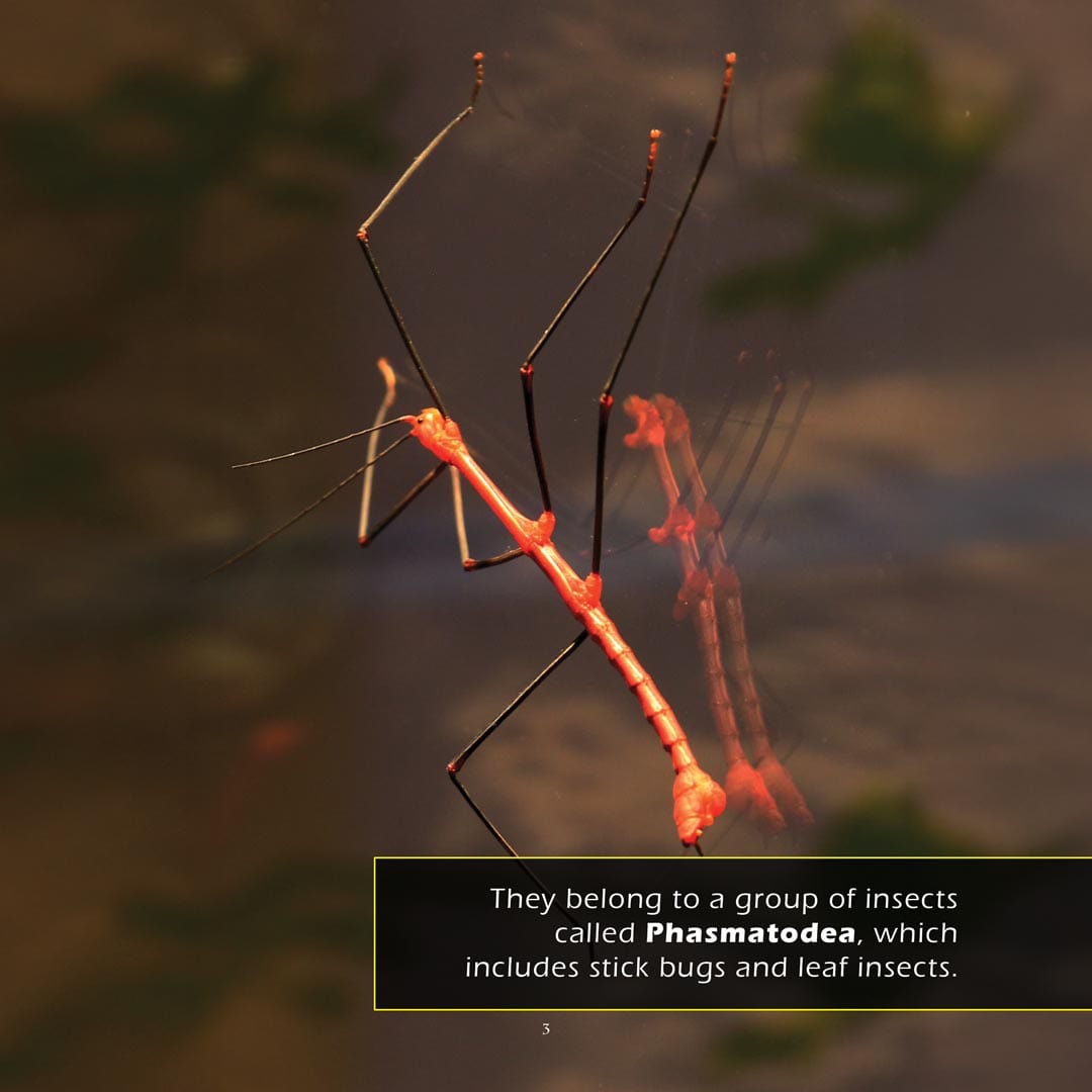 Stick Insects! A My Incredible World Picture Book for Children