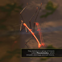 Stick Insects! A My Incredible World Picture Book for Children