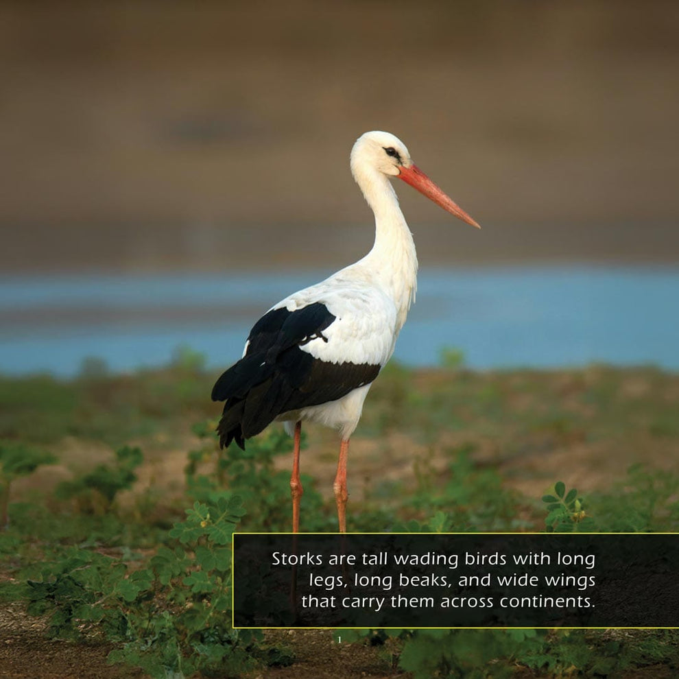 Storks Book for Kids | Long-Legged Wading Birds – My Incredible World