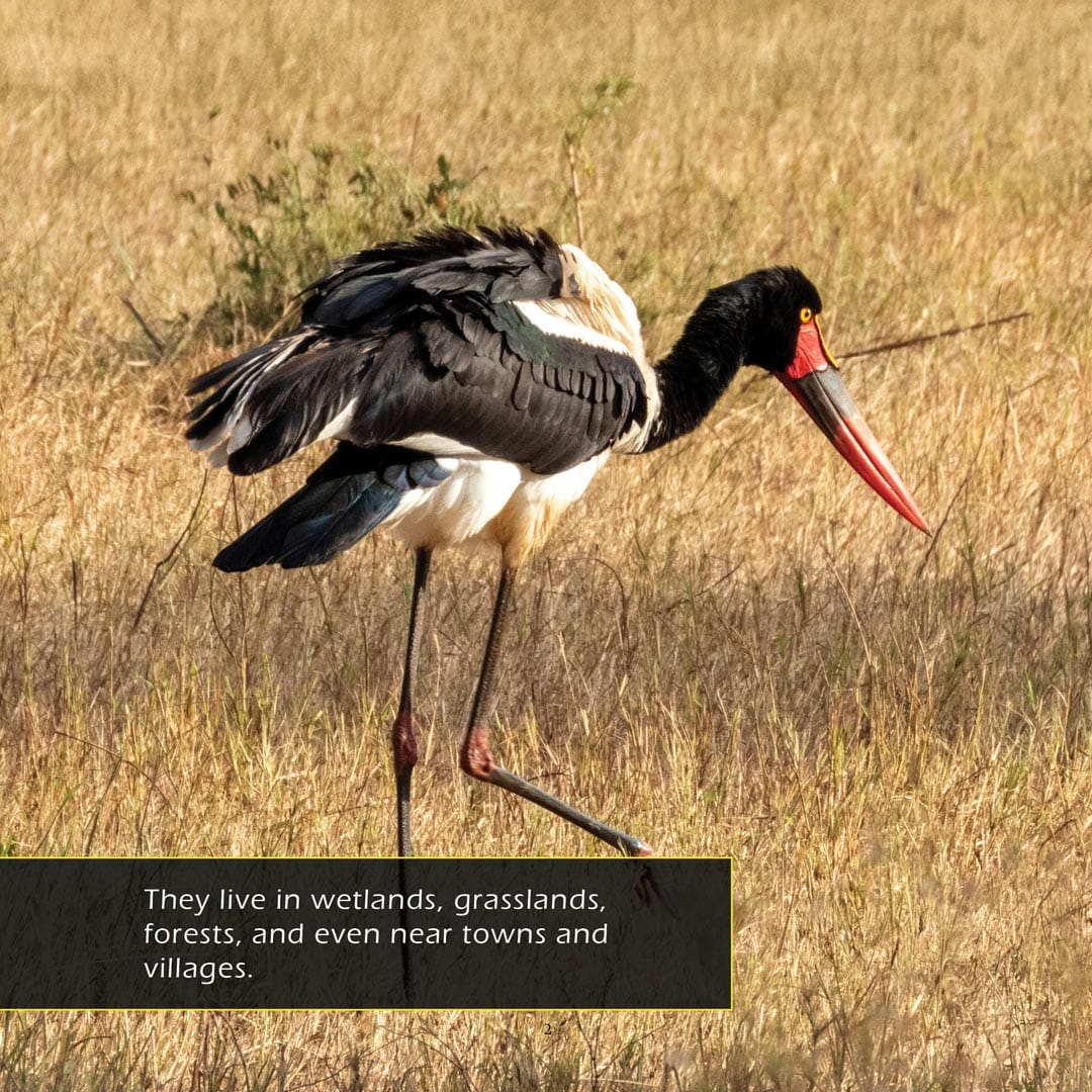 Storks! A My Incredible World Picture Book for Children