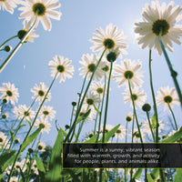 Summer! A My Incredible World Picture Book for Children