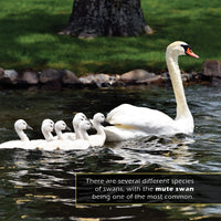 Swans! A My Incredible World Picture Book for Children