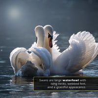 Swans! A My Incredible World Picture Book for Children