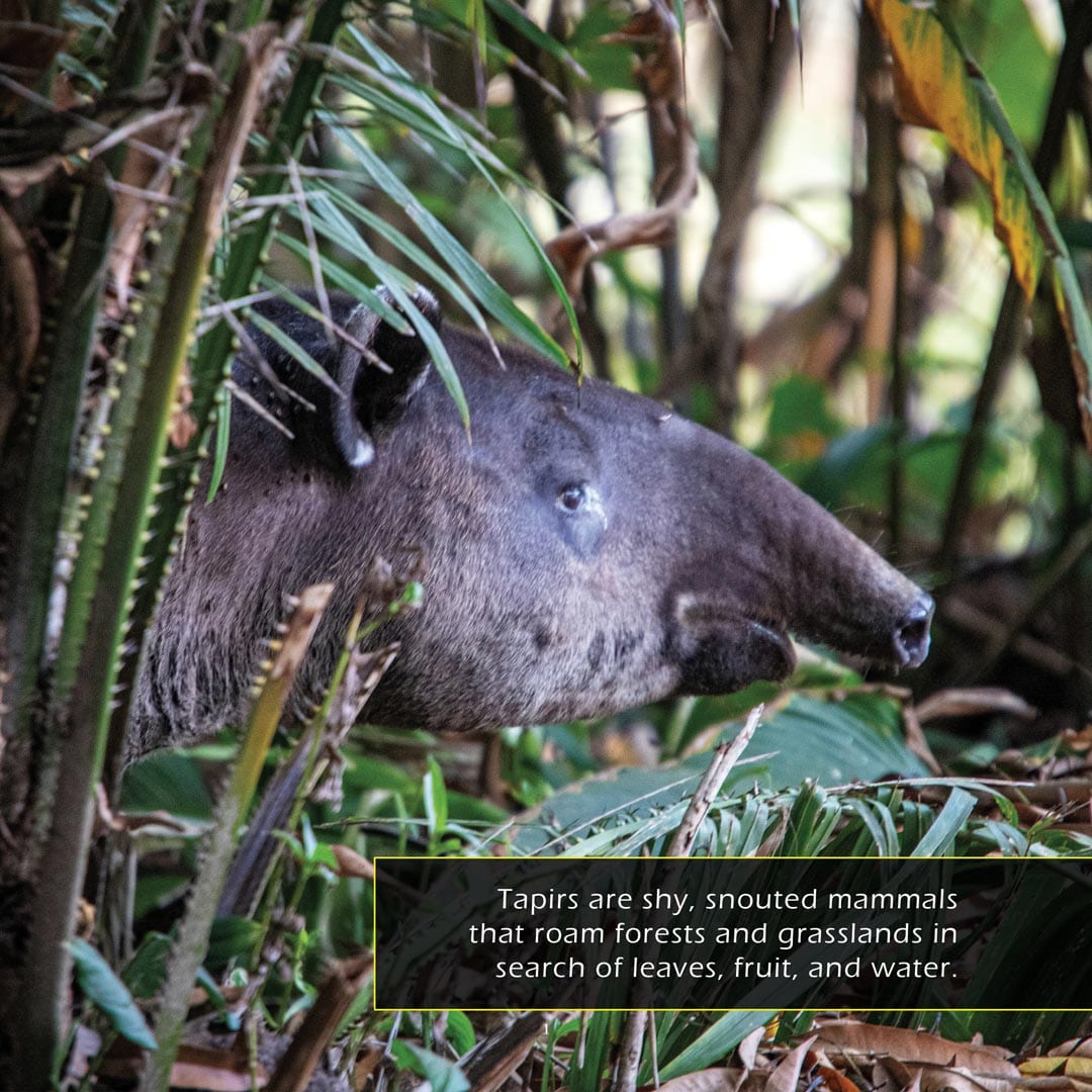 Tapirs! A My Incredible World Picture Book for Children