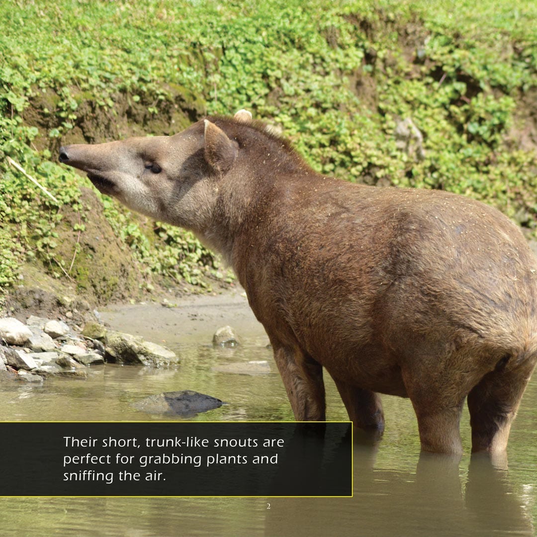 Tapirs! A My Incredible World Picture Book for Children