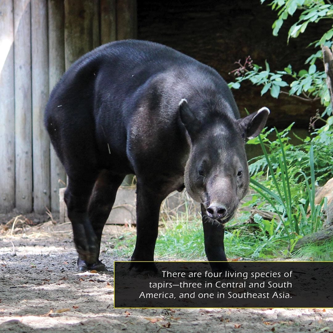 Tapirs! A My Incredible World Picture Book for Children