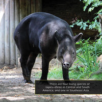 Tapirs! A My Incredible World Picture Book for Children