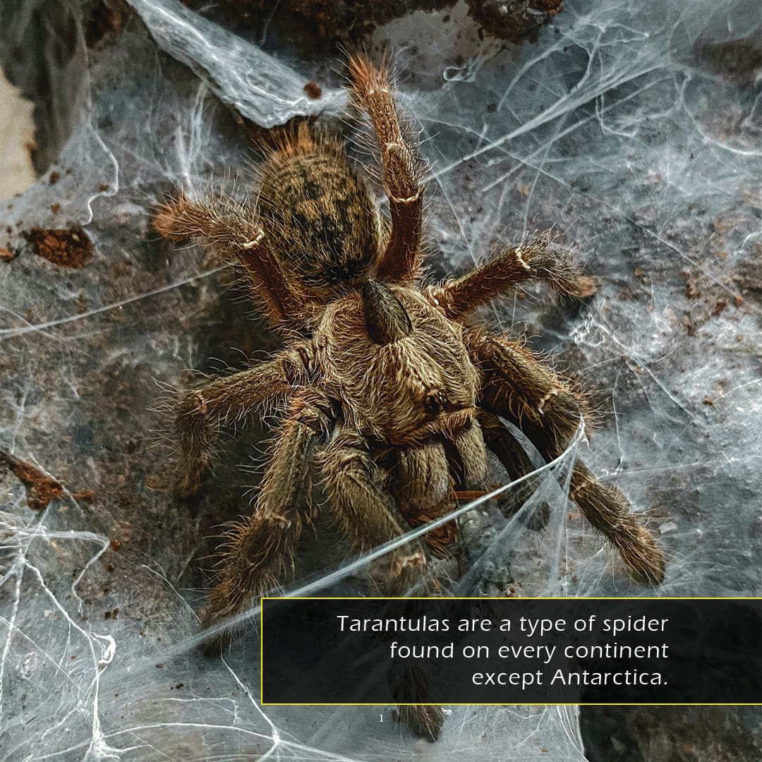 Tarantulas! A My Incredible World Picture Book for Children