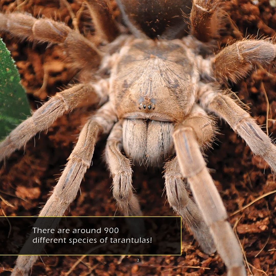 Tarantulas! A My Incredible World Picture Book for Children