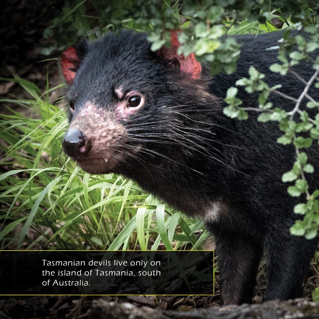 Tasmanian Devils! A My Incredible World Picture Book for Children