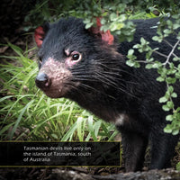 Tasmanian Devils! A My Incredible World Picture Book for Children