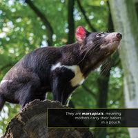 Tasmanian Devils! A My Incredible World Picture Book for Children