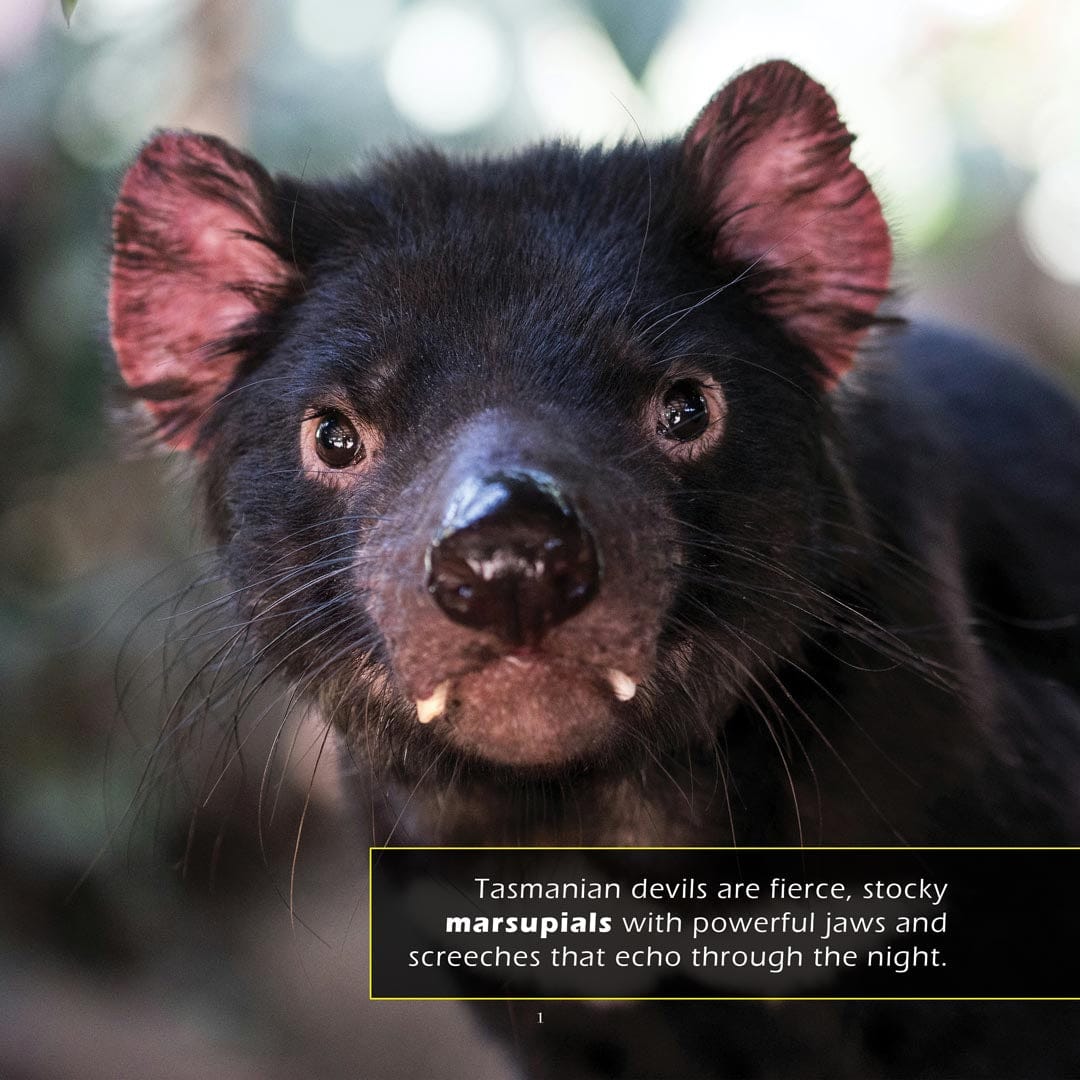 Tasmanian Devils! A My Incredible World Picture Book for Children