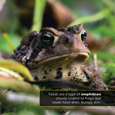 Toads! A My Incredible World Picture Book for Children