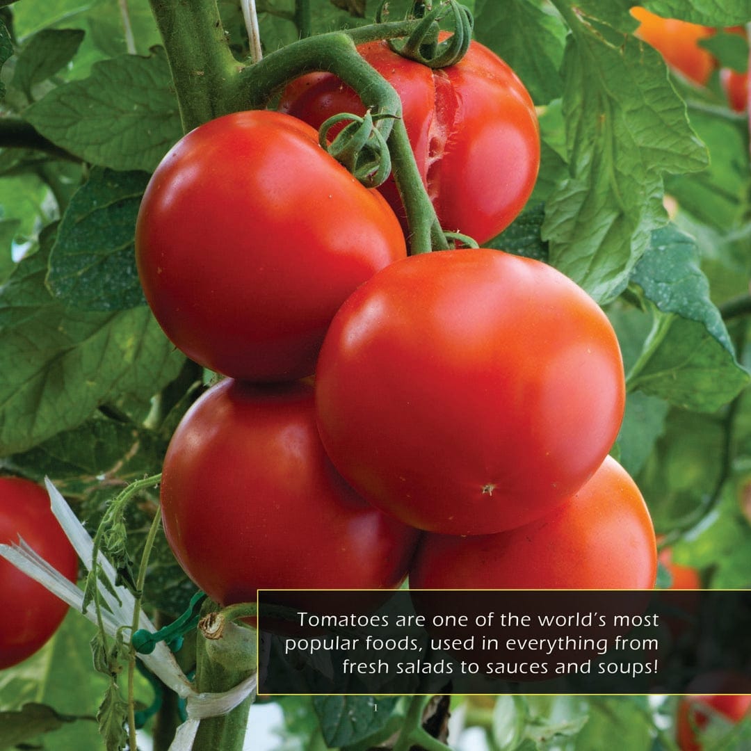 Tomatoes! A My Incredible World Picture Book for Children