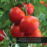 Tomatoes! A My Incredible World Picture Book for Children