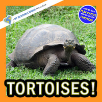 Tortoises! A My Incredible World Picture Book for Children