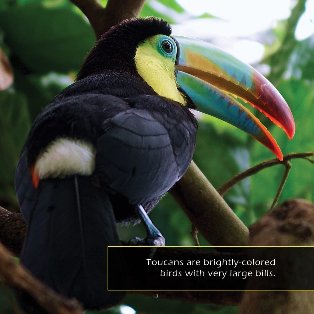 Toucans! A My Incredible World Picture Book for Children