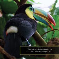 Toucans! A My Incredible World Picture Book for Children